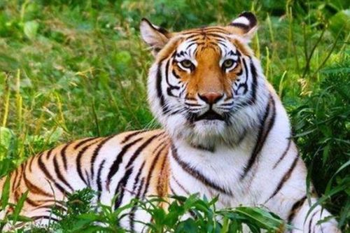 1974年出生的虎宝宝们看过来！2026年你们的命运要翻天覆地啦！