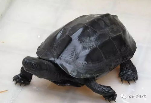 如何通过养龟数量判断吉凶？自来水养龟有哪些正确方法？