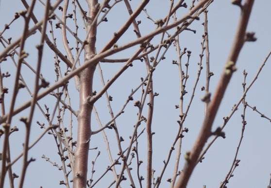 干枯树枝对家居风水有何具体影响？