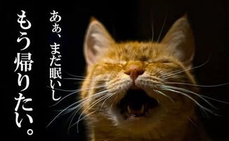 一 具红眼特征之灵猫意象：传统国学语境中的二元象征谱系