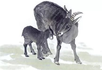 一、 关于犬（狗）年的健康风险概述