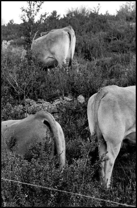 风水寻龙：隐于市井之上的奇观