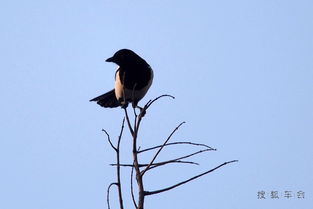 鹊雀叫声吉凶如何，鹊噪方位测吉凶准吗？