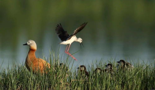 风暖日丽指的是哪个生肖动物？这个成语描述的是哪种生肖？