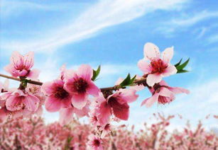 八宅风水学与命卦的综合运用（连接词强化）