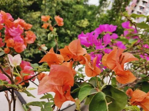 三角梅风水中的寓意是什么？为何三角梅只长叶不开花？