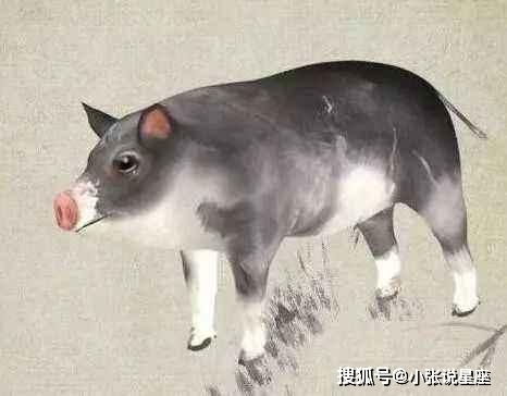 2025年属猪摩羯座男性运势具体如何？