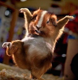 将载笑载言是什么生肖，猜测是哪种生肖动物？