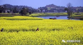 梯面镇的油菜花田那是真的黄得发亮眼睛者阝要瞎了
