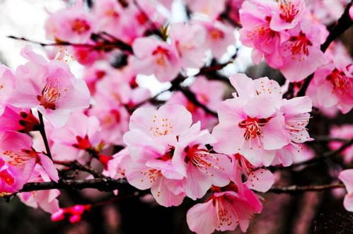 如何布置房间吸引正桃花，提升今日运势？