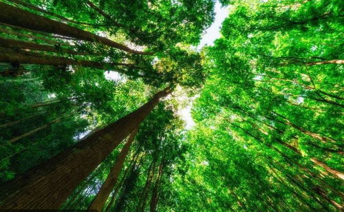 树啊树！你到底有多少秘密