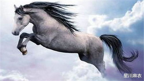 属马26年财运如何，家中摆放何物最能招财？