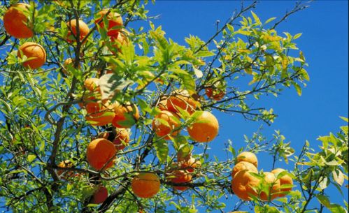 财富象征：传统文化中的吉祥寓意