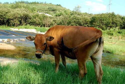 2026年85年属牛人的运势和财运好坏具体表现是什么？