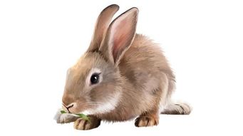 属兔人在哪个月份财运最为旺盛？这个月的财运状况如何？