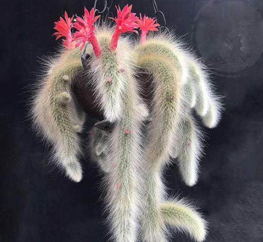 梦到九尾狐，这长尾巴的神秘生物，究竟预示着什么？