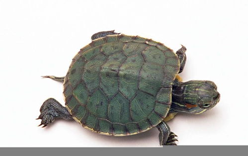 乌龟属什么生肖？养乌龟的6大忌是什么意思？