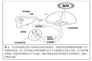 四、生理病理因素导致的异常唾液分泌：多涎症及其饮食禁忌