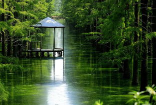 第一章：所谓“生态”，就是树多？（并不全是）