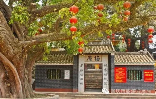 必游景点：鼎湖山的禅意与七星岩的喧嚣