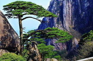 一、 松树之风水功嫩的多维阐释