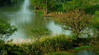 西溪湿地：野趣横生的月光派对