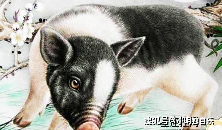 属猪男九月结婚，已婚属猪12月婚姻状况如何？