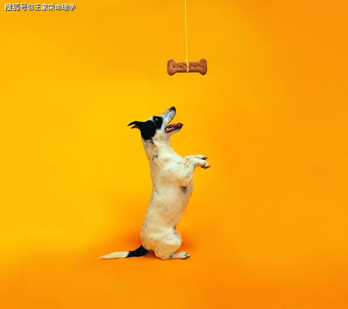 2026年属狗挂牌最旺吉日是哪一天？老黄历上属狗的吉日宜忌有哪些？