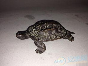 女人梦见乌龟往身上扑，这究竟是什么预兆或象征呢？