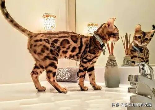 孟加拉豹猫：类幼儿认知水平之独特体现