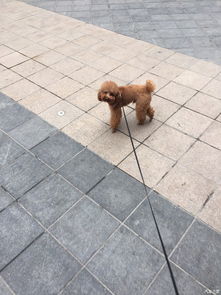 梦见车停着被撞了是什么预兆？