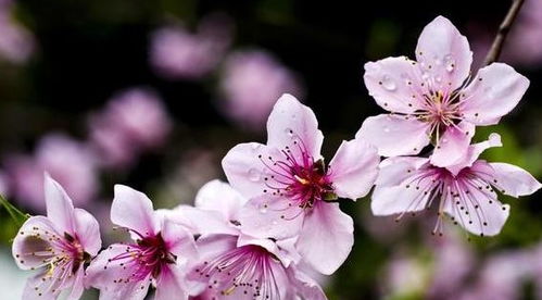 1. 正桃花：红鸾星动与伦理规范的契合