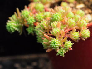 1. 植物元素：清崭新天然