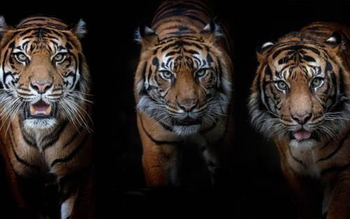 盼三盼四，盼指什么生肖动物，它究竟对应哪个生肖？