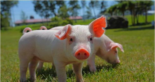 属猪女性与哪个生肖最匹配，她们的理想伴侣是什么属相？