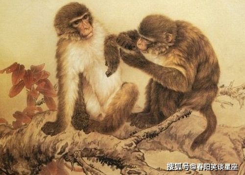 猴——灵活聪慧的典型代表