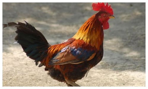 家庭和谐与晚年安康