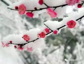 四、  桃花劫对个人命运的多维影响分析