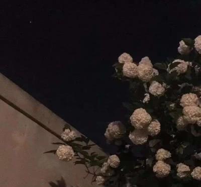 干草梦境全解析：离谱到姥姥家