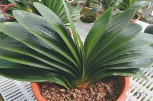 君子兰摆放之禁忌及其对财运的影响——基于风水学与植物学的综合分析