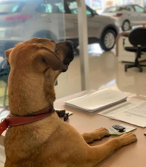 82年狗大海水命缺金，取什么网名能补金元素？