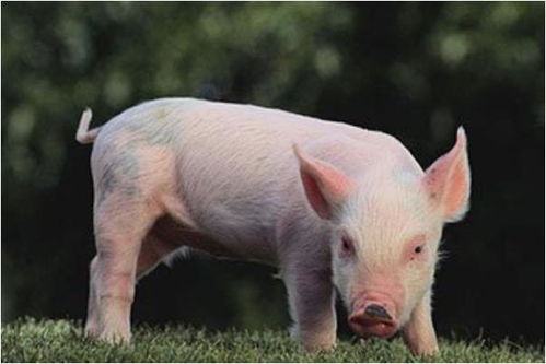 属猪女性几月出生最旺夫旺子？