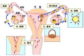 生理状况学视角下的最佳受孕时机