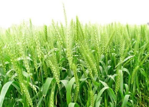 真实案例！网友分享的奇葩粮食梦笑到头掉