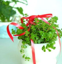 楼房风水上可依种植花卉吗？