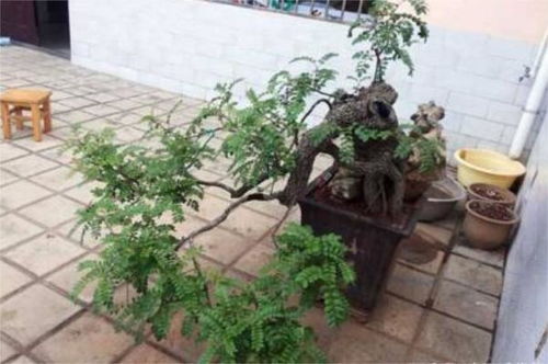 三、 传统风水学视角下的文化阐释与现实争议