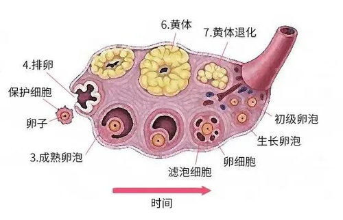 3. 性激素测定