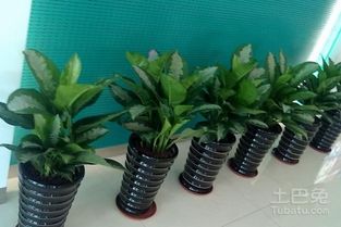 （二） 西南方位的五行属性与针对性布局