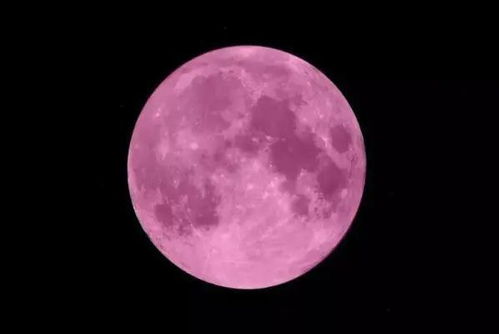 全球梅花梦境受害者联盟调查报告