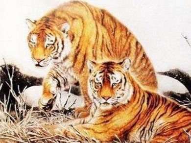 属虎女和属龙男婚姻相配是什么意思？